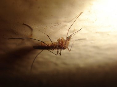 Duvardaki sivrisinek yakın çekim