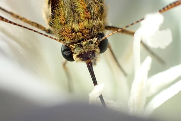 Papillon Sur Une Fleur Blanche — Photo