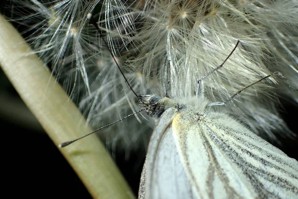 Retrato Uma Borboleta Close — Fotografia de Stock