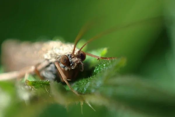 Ogen Van Een Insect Close — Stockfoto