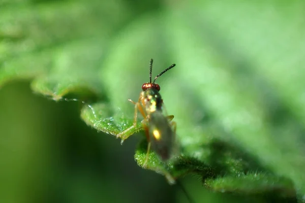 Yeşil Bir Bitki Üzerinde Küçük Sinek — Stok fotoğraf