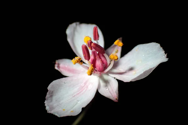 White flower on a black background close-up