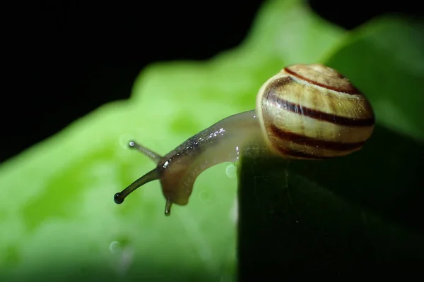 Caracol Folhas Verdes Close — Fotografia de Stock