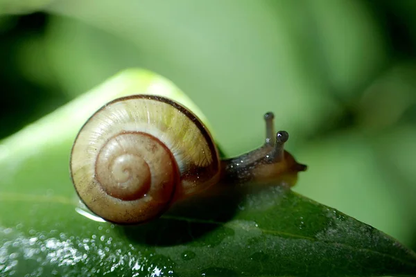 Caracol Folhas Verdes Close — Fotografia de Stock