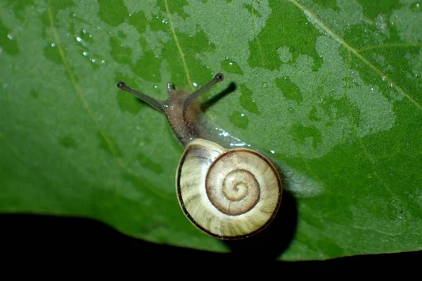 Caracol Sobre Hojas Verdes Primer Plano —  Fotos de Stock