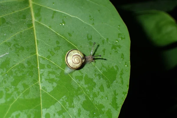 Snail Green Leaves Closeup — Stock Photo, Image