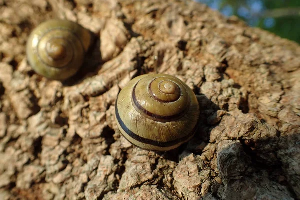 Caracol Árvore Perto — Fotografia de Stock