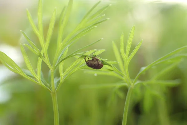 Dereotu Weevil Yakın Çekim — Stok fotoğraf