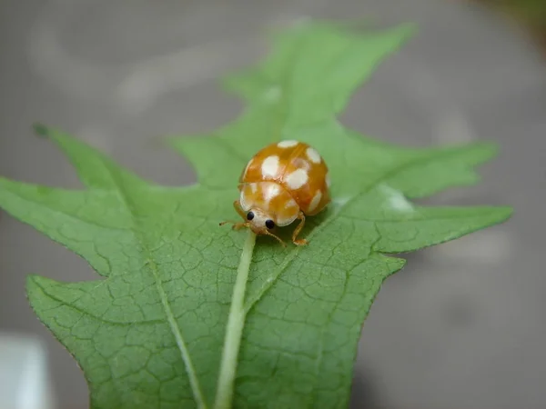 Joaninha Amarela Uma Folha Verde — Fotografia de Stock