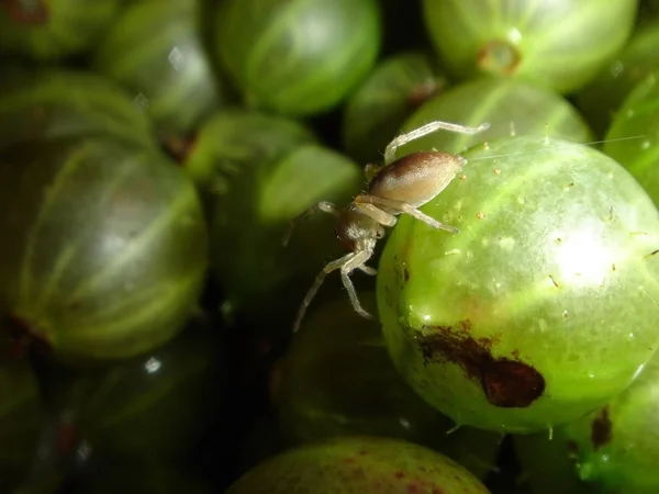 Bektaşi Üzümü Üzerinde Hareket Eden Örümcek — Stok fotoğraf