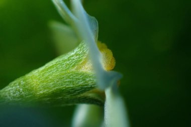 Küçük mavi çiçekler yakın çekim