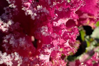 Mor lahana yaprağı karda yakın çekim