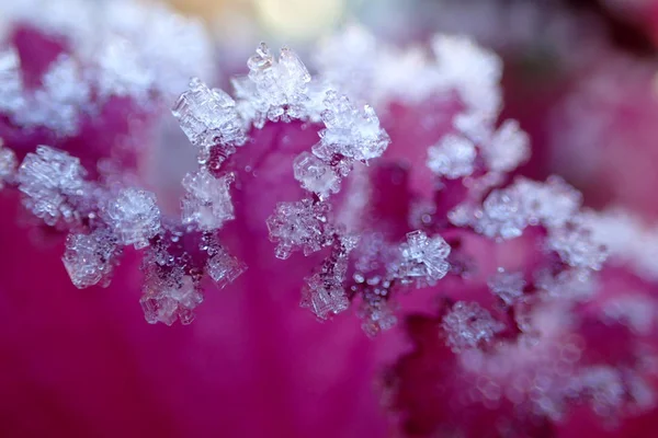 紫白菜叶子在雪地特写 — 图库照片