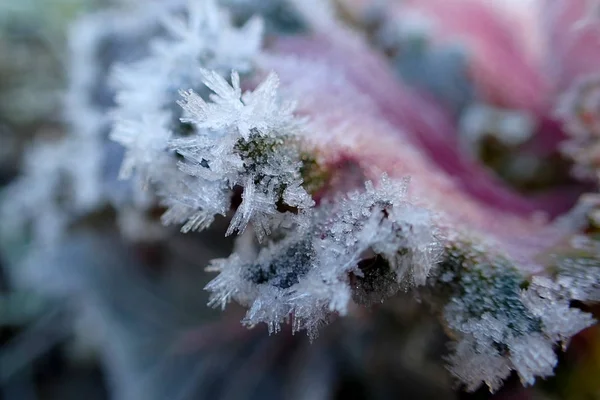 Purple cabbage leaf in the snow close up