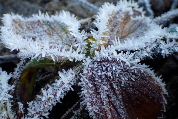 Jahodové Listy Sněhu Zblízka — Stock fotografie