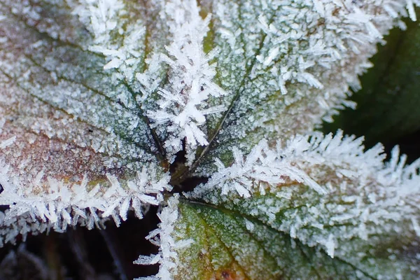 Feuilles Fraise Dans Neige Gros Plan — Photo