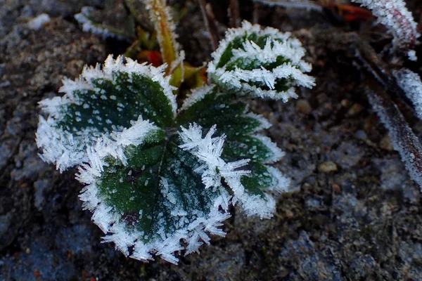 Feuilles Fraise Dans Neige Gros Plan — Photo