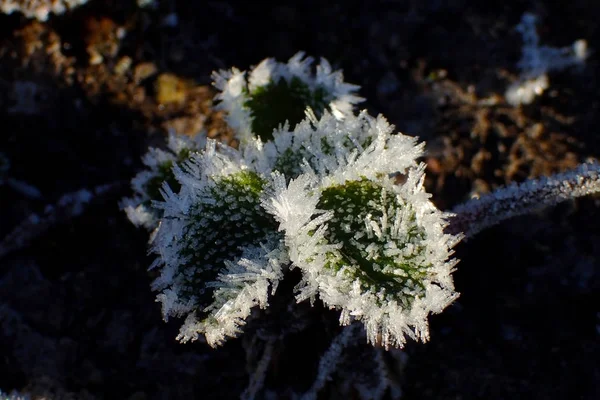 草莓叶子在雪地特写 — 图库照片