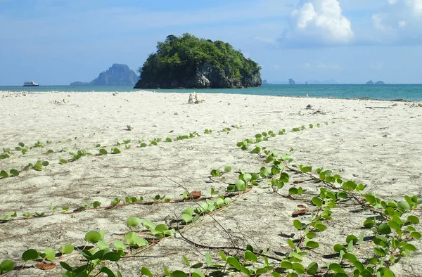 Kletterpflanze Sand Meer — Stockfoto