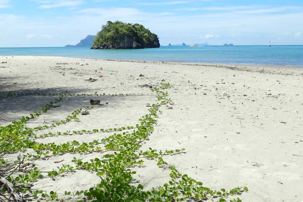 Kletterpflanze Sand Meer — Stockfoto