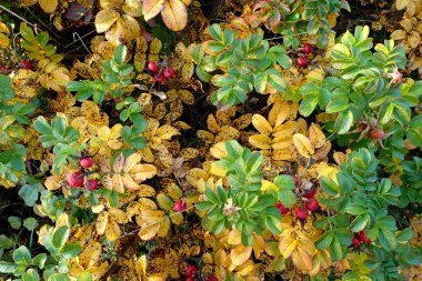 Kırmızı meyve ile Kuşburnu ve sarı ve yeşil yaprak