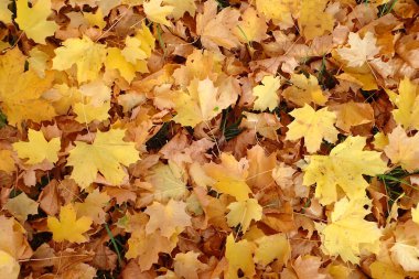 Arka plan sarı sonbahar düşmüş akçaağaç yaprakları
