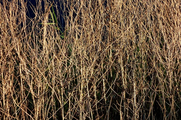 Στεγνό Φόντο Φθινοπωρινά Κλαδιά — Φωτογραφία Αρχείου