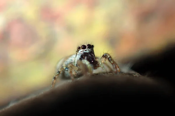 Little cute spider with big eyes