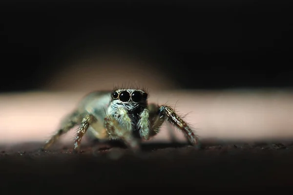 Little cute spider with big eyes