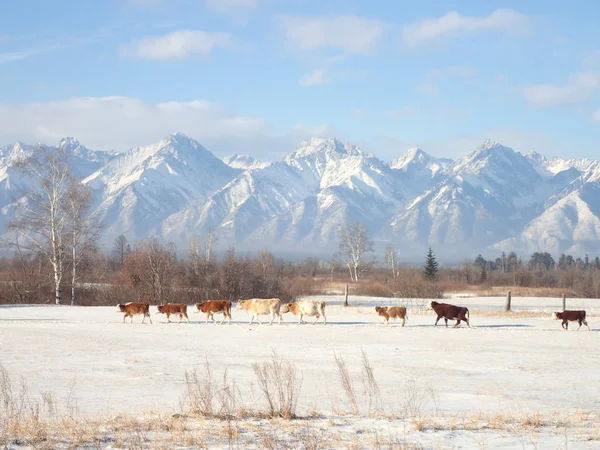 Les Vaches Paissent Dans Les Montagnes Hiver Images De Stock Libres De Droits