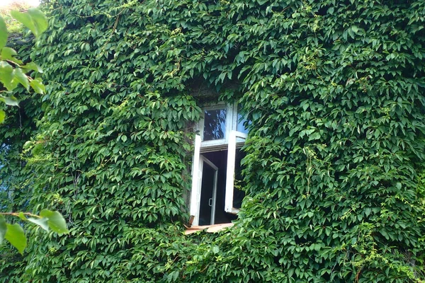 Windows Στον Τοίχο Που Καλύπτεται Πράσινο Φυτό — Φωτογραφία Αρχείου