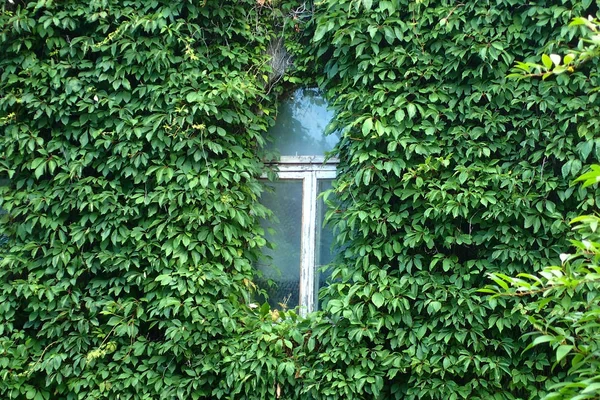 Windows Στον Τοίχο Που Καλύπτεται Πράσινο Φυτό — Φωτογραφία Αρχείου
