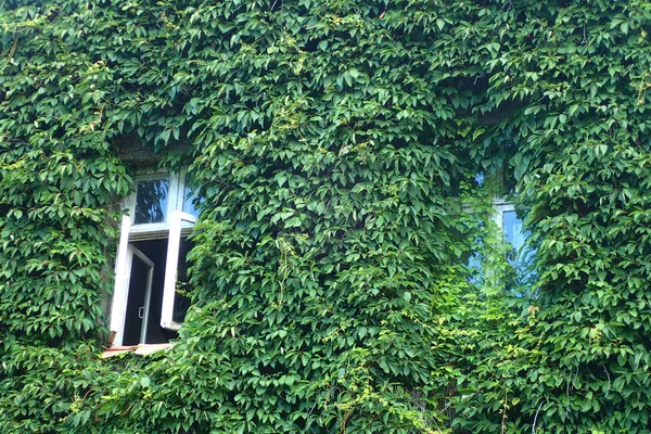 Ventanas Pared Cubiertas Con Planta Verde — Foto de Stock