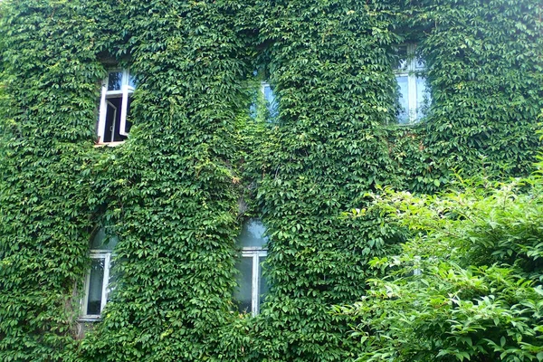 Fenster Der Wand Mit Grünen Pflanzen Bedeckt — Stockfoto