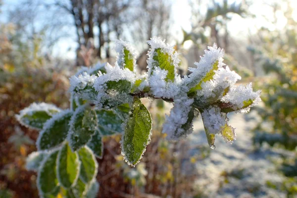 Feuilles Vertes Sous Première Neige — Photo