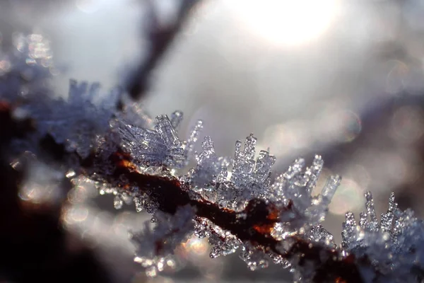 Branches Dans Neige — Photo