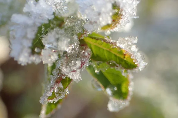Zelené Listy Pod První Sníh — Stock fotografie