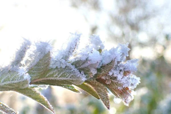 第一雪下的绿叶 — 图库照片