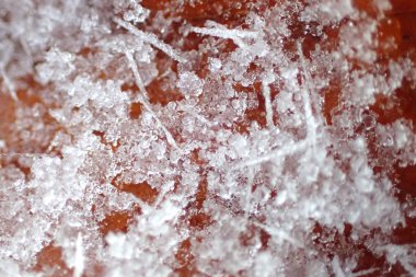 Karda kuru yaprak yakın çekim