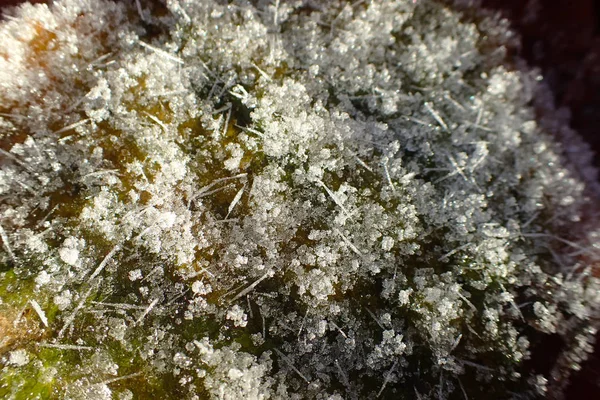 Мороз Траві Кінці Осені — стокове фото
