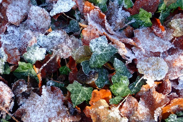 Färgglada Löv Täckt Snö — Stockfoto