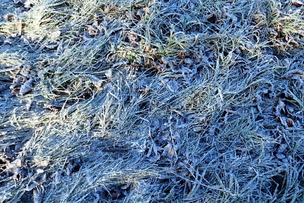 草覆盖着霜 — 图库照片