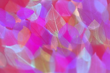 güzel sıradışı arka planı renkli yaprakları