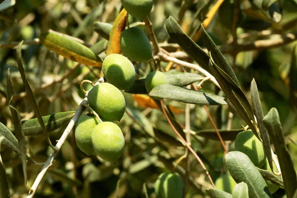 big beautiful green olives in green foliage