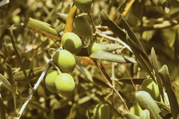 Big Beautiful Green Olives Green Foliage — Stock Photo, Image