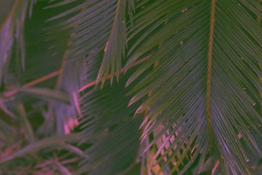 Yaprak palmiyesi. Doğa arkaplanı. 