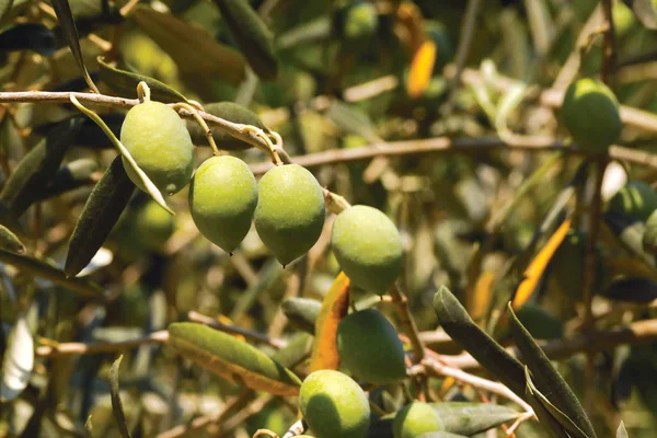 Big Beautiful Green Olives Green Foliage — Stock Photo, Image