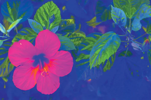 Рожева Квітка Кольорове Листя Крупний План Мистецький Модний Фон Мистецтво — стокове фото