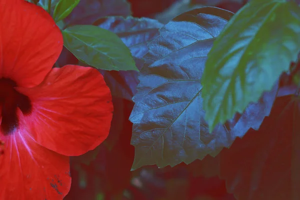 Червона Квітка Зелений Лист Крупний План Природний Фон — стокове фото