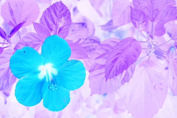 Fleur Turquoise Feuilles Violettes Près Art Fond Mode Couleurs Créatives — Photo